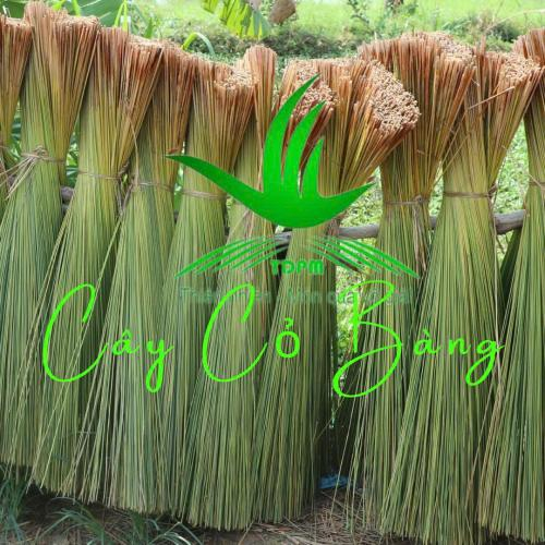 Cây Cỏ Bàng Trong Đời Sống